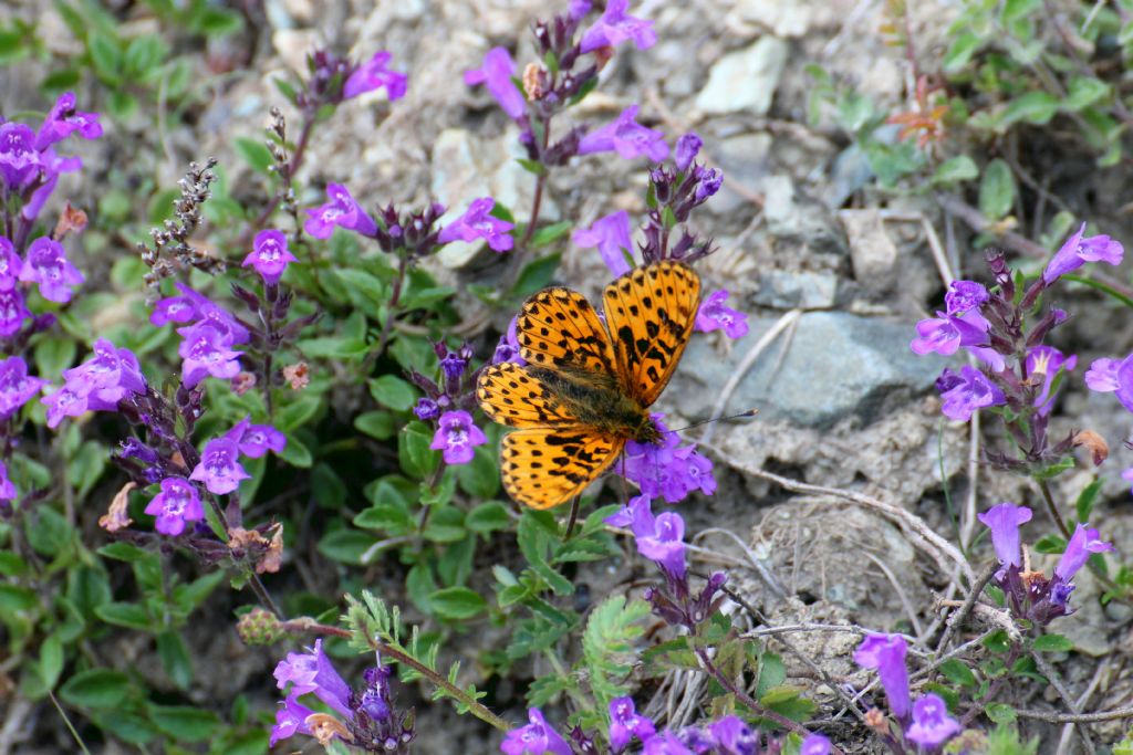 Boloria selene? No, Boloria euphrosyne - Nymphalidae